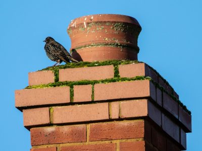 A large pile of twigs, debris, and nesting materials cleared from a blocked flue, illustrating a professional chimney sweep bird nest removal service.